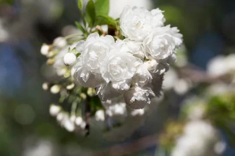 Beautiful cherry tree. Stock Photos