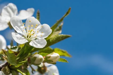 Beautiful cherry tree spring flower close up Stock Photos