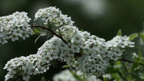 Beautiful cherry tree with tender flowers. Amazing spring blossom Stock Footage 153712323