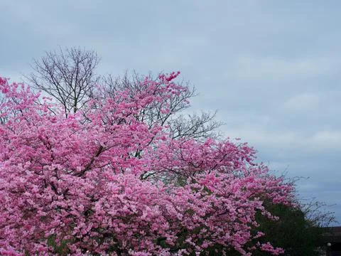 Beautiful cherry tree under a cloudy sky 스톡 사진