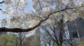 Beautiful Cherry Trees Central Park New York City Spring Season, NYC Buildings HD Footage