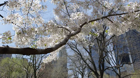 Beautiful Cherry Trees Central Park New York City Spring Season, NYC Buildings Video stock 24811353