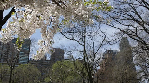 Beautiful Cherry Trees in Central Park New York City, Skyscrapers, NYC Buildings Video stock 24812946