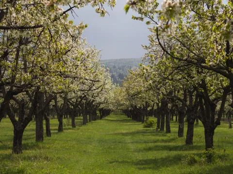 Beautiful cherry trees in rows Stock Photos