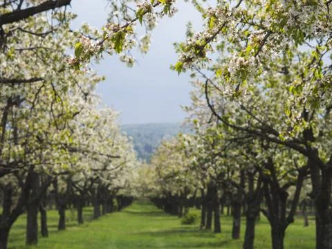 Beautiful cherry trees in rows Stock Photos