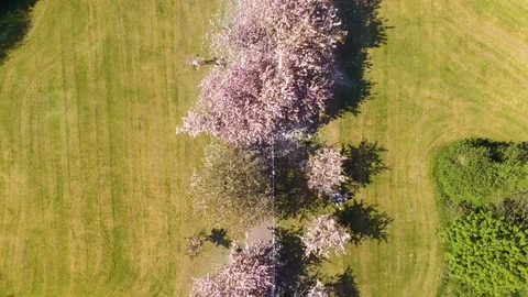 Beautiful cherry trees surrounding path through park, straight down, 4K Stock-Footage 95001278