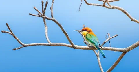 Beautiful Chestnut-headed bee-eater bird (Merops leschenaulti) perch isolated Stock Photos
