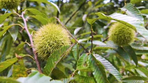 Beautiful Chestnut Tree in Nature Stock Footage 336388018