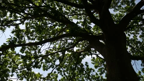 Beautiful chestnut tree in spring with the wind blowing the leaves 库存影片 130956849