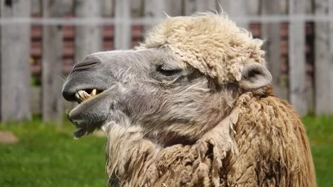Beautiful with chewing camel. slow motion Stock Footage 249391419
