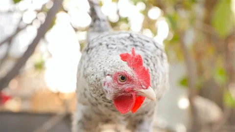 Beautiful chicken close-up Stock Footage 100970917