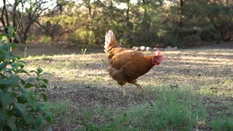 Beautiful chicken eats on the farm Vidéo 142543476