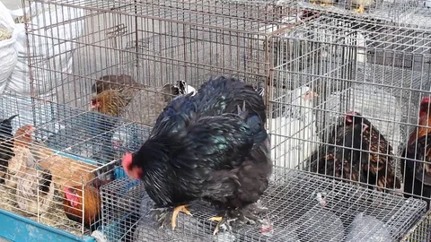 Beautiful chicken Stock-Footage 73152033