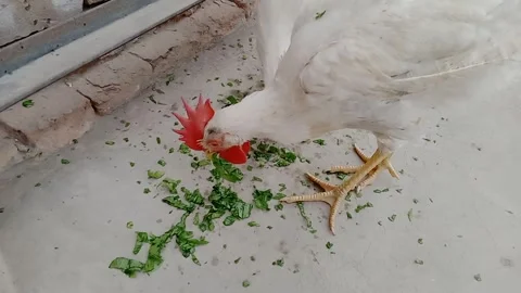 Beautiful Chicken Head Close-Up While Eating Breakfast Vídeo Stock 347489018
