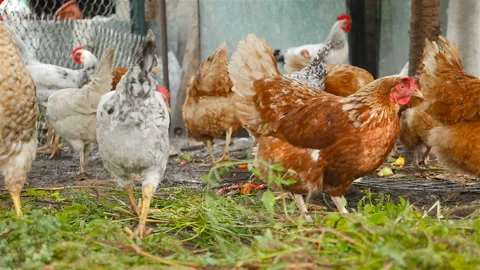 Beautiful chickens eat grass in the yard. Country yard. Slow motion Stock Footage 101023741