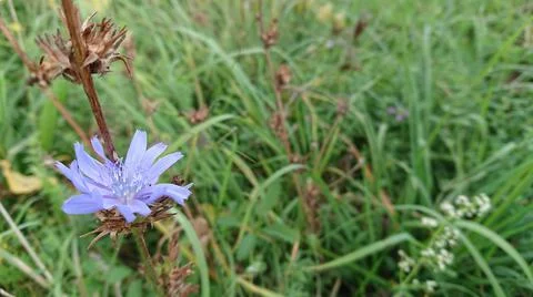 Beautiful chicory flower (also know cichorium intubus L.) on the field in sel Stock Photos