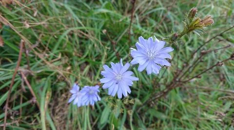 Beautiful chicory flower (also know cichorium intubus L.) on the field in sel Stock Photos