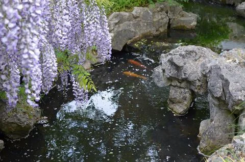 Beautiful Chinese wisteria growing near pond with koi carps in park Stock Photos
