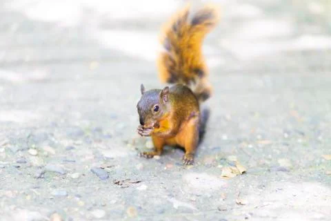Beautiful Chipmunk Playing Stock Photos