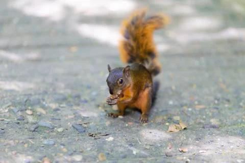 Beautiful Chipmunk Playing Stock Photos
