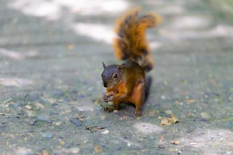 Beautiful Chipmunk Playing 스톡 사진