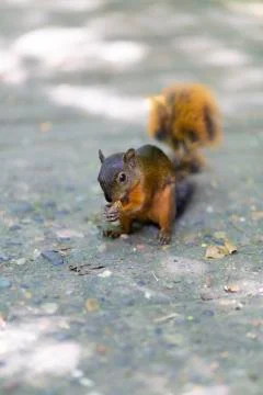 Beautiful Chipmunk Playing Stock Photos