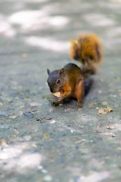 Beautiful Chipmunk Playing Stock Photos
