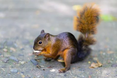 Beautiful Chipmunk Playing Stock Photos