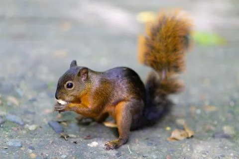 Beautiful Chipmunk Playing Stock Photos