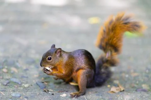 Beautiful Chipmunk Playing Stock Photos