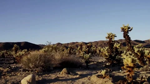 Beautiful cholla cactus garden growing in sunny dry desert Stock Footage 329762164