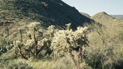 Beautiful Cholla cactus in spring Stock Footage 213506616