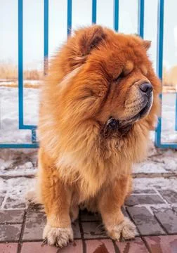 A beautiful chow-chow dog is sitting on the sidewalk. Winter shoot. Close-up. Stock Photos