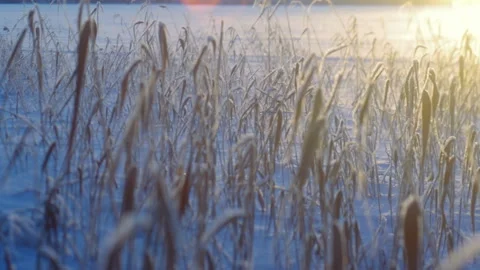 Beautiful Christmas landscape Stock Footage 102368993