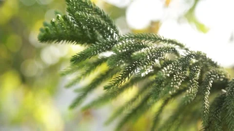 Beautiful christmas tree branch Stock Footage 295440332