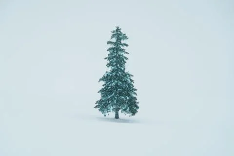 Beautiful Christmas tree with Snow in winter season at Biei Patchwork Road .. Stock Photos
