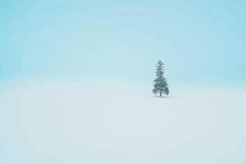 Beautiful Christmas tree with Snow in winter season at Biei Patchwork Road .. Stock Photos
