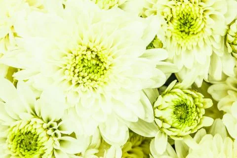 Beautiful chrysanthemum flowers pattern Stock Photos