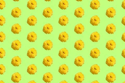 Beautiful chrysanthemums in geometric grid pattern on a light green background Stock Photos