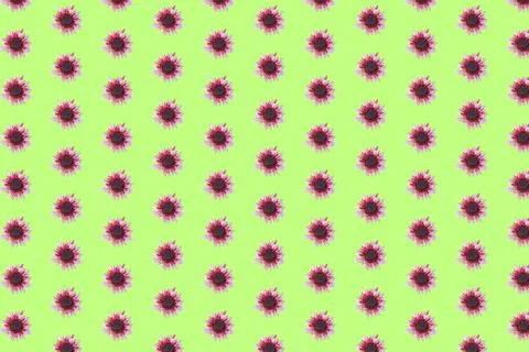 Beautiful chrysanthemums in geometric grid pattern on a light green background Stock Photos
