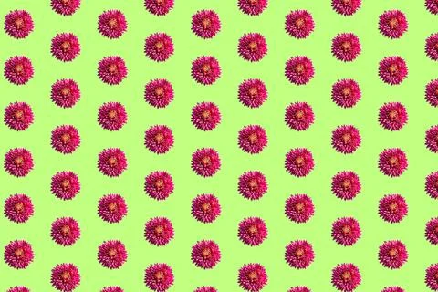 Beautiful chrysanthemums in geometric grid pattern on a light green background Stock Photos