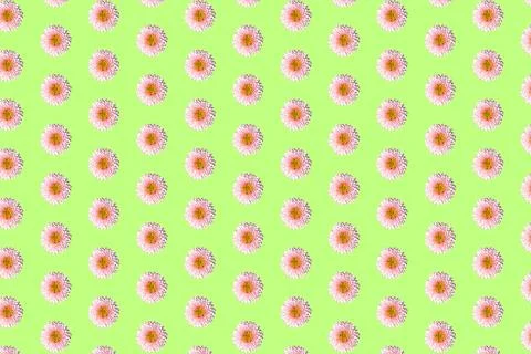 Beautiful chrysanthemums in geometric grid pattern on a light green background Stock Photos