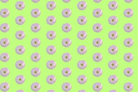 Beautiful chrysanthemums in geometric grid pattern on a light green background Stock Photos