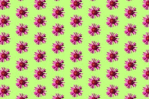 Beautiful chrysanthemums in geometric grid pattern on a light green background Stock Photos
