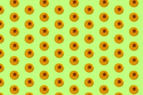 Beautiful chrysanthemums in geometric grid pattern on a light green background Stock Photos