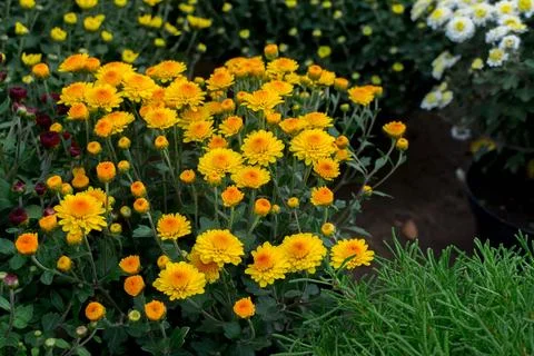 Beautiful chrysanthemums Stock Photos