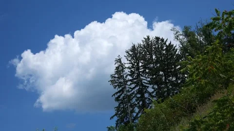 Beautiful Cinematic Cloud against Pine Trees on Hill Stock Footage 314686588