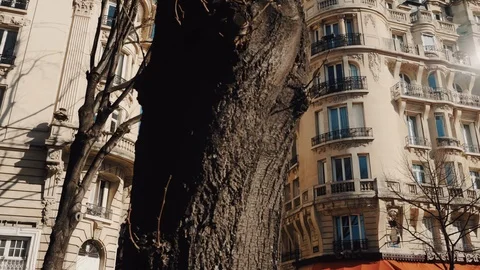 Beautiful cinematic move on big tree, old apartment blocks and epic Eiffel Tower Video stock 121343560