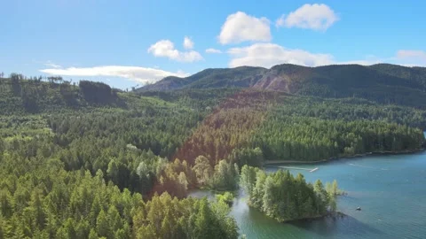 Beautiful cinematic scenery, lush green rainforest on lake, foresty mountains Stock Footage