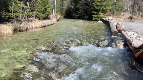 Beautiful Clear Mountain Stream Surrounded by Trees, 4k Stock Footage 307717219